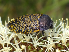 Stigmodera macularia