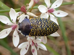 Stigmodera macularia