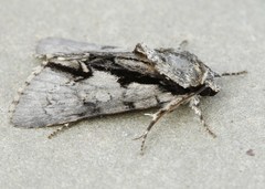 Acronicta funeralis