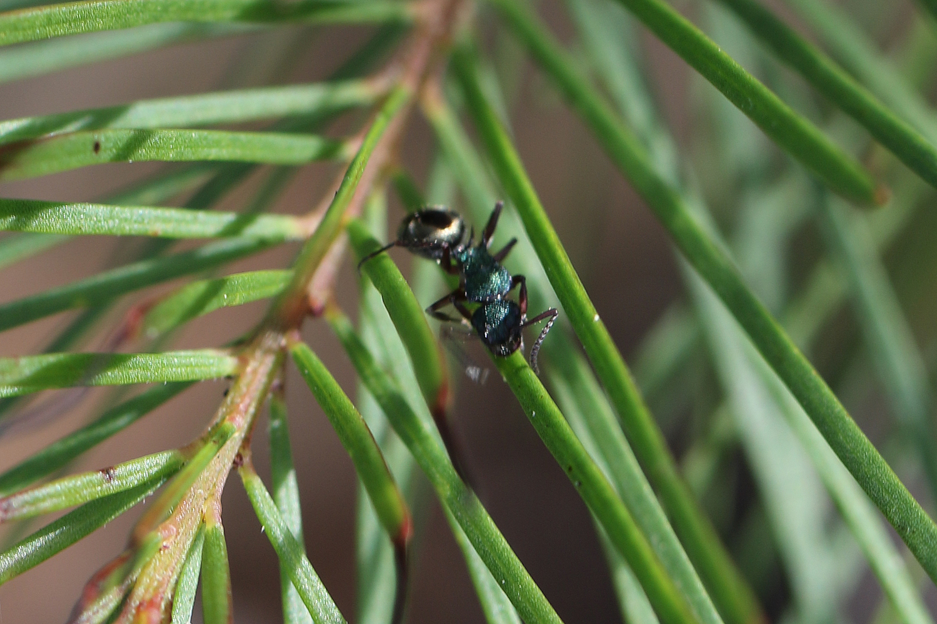 Polyrhachis hookeri