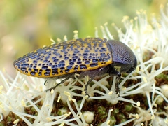 Stigmodera macularia