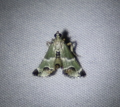 Arescoptera idiotypa