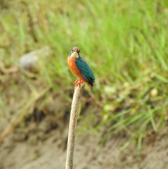 Alcedo atthis