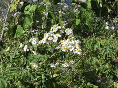 Montanoa bipinnatifida