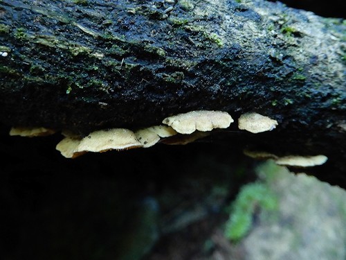 Crepidotus parietalis image