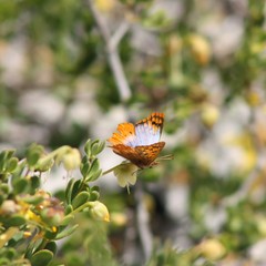 Chrysoritis