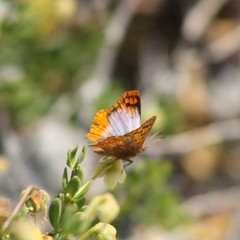Chrysoritis