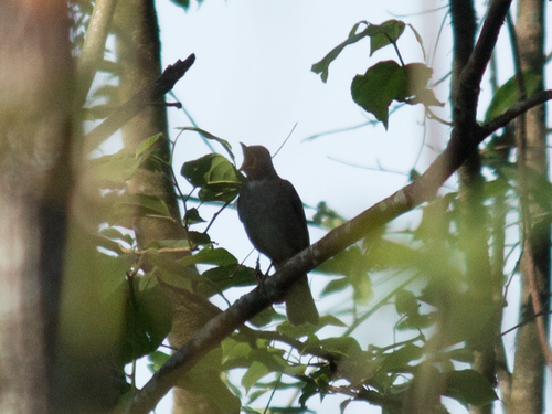 Blacksmith Thrush (Turdus subalaris), photo 5