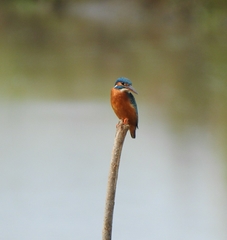 Alcedo atthis