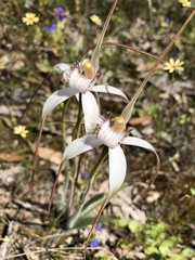 Caladenia longicauda eminens