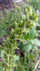 Veratrum viride eschscholtzianum