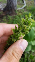 Veratrum viride eschscholtzianum