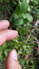 Veratrum viride eschscholtzianum