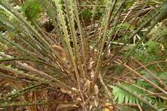 Blechnum oceanicum