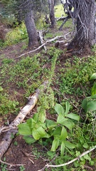 Veratrum viride eschscholtzianum