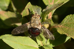Jurinella