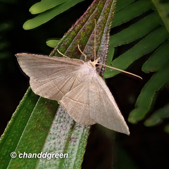 Plesiomorpha flaviceps