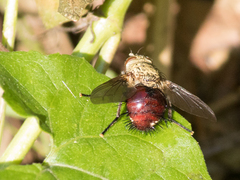 Jurinella