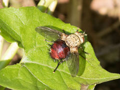 Jurinella