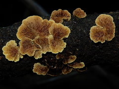 Crepidotus parietalis image