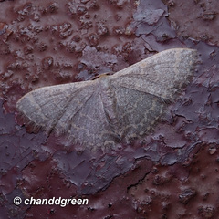 Idaea costiguttata