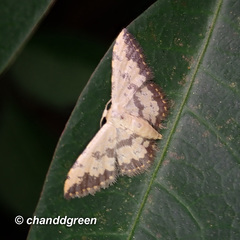 Idaea phaeocrossa