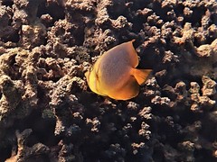 Chaetodon aureofasciatus