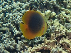 Chaetodon aureofasciatus