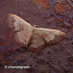 Idaea vacillata