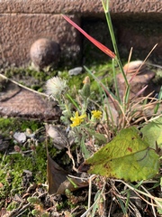 Senecio viscosus