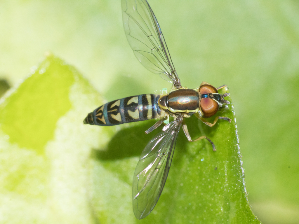 Toxomerus tibicen