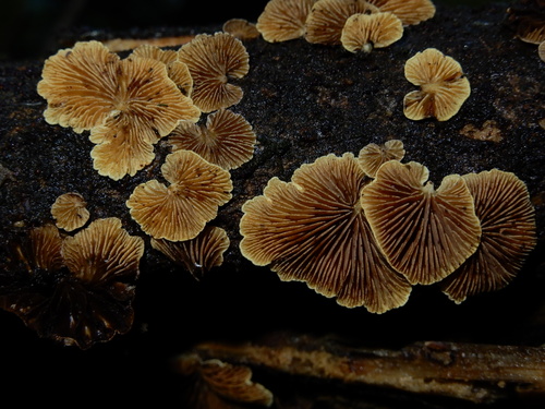 Crepidotus parietalis image