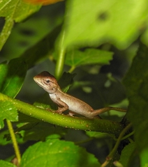 Calotes versicolor