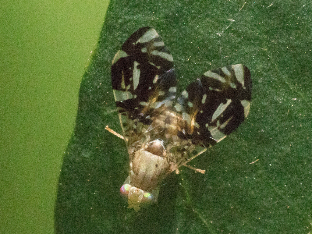 Neotaracia plaumanni