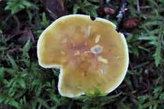 Tricholoma fumosoluteum