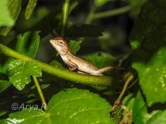 Calotes versicolor