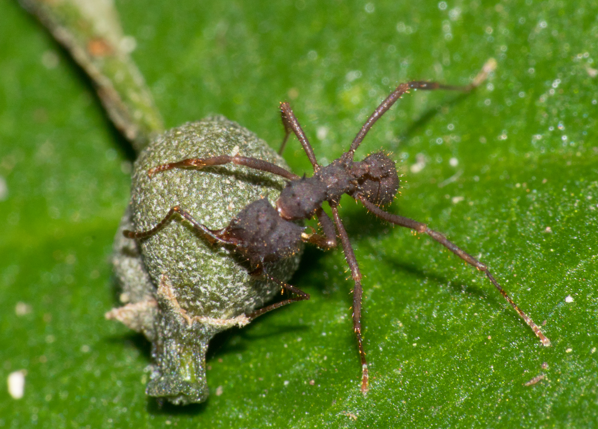 Acromyrmex