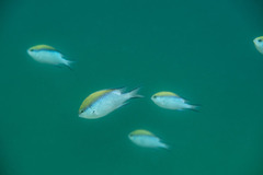 Chromis nitida