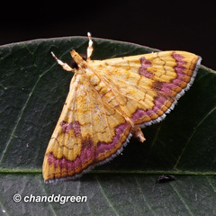 Isocentris filalis