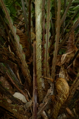 Blechnum oceanicum