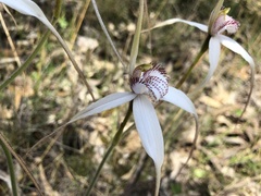 Caladenia longicauda eminens