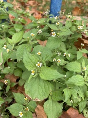 Galinsoga quadriradiata