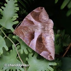 Bastilla arcuata