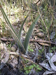 Caladenia longicauda eminens