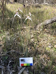 Caladenia longicauda eminens