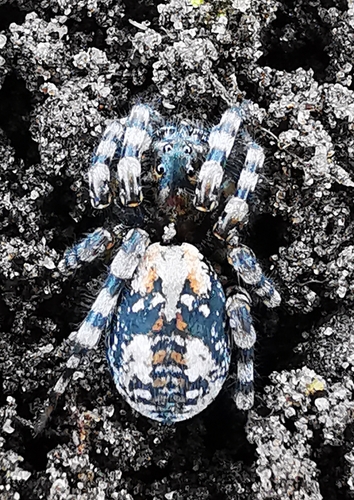 Sand Bear Spider, 7845 TM Holsloot, Nederland, photo 10 of 10