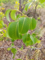 Maprounea brasiliensis