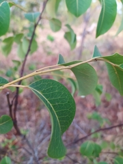 Maprounea brasiliensis