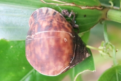 Pythia