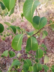 Maprounea brasiliensis